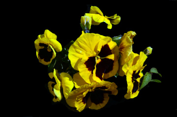 BLÜTEN