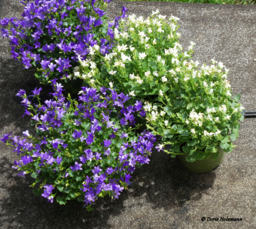 in neighbor's garden