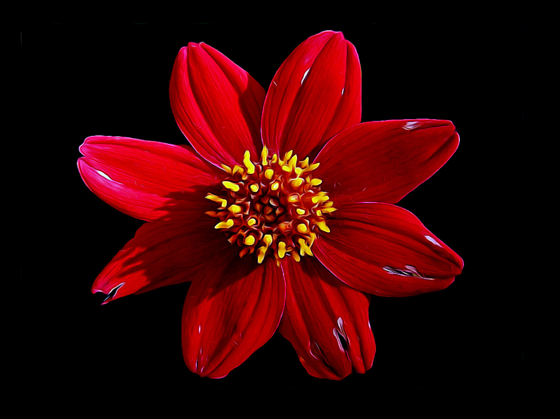 BLÜTE