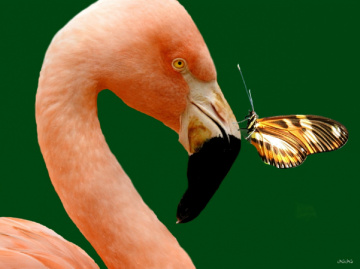 Montagem 6