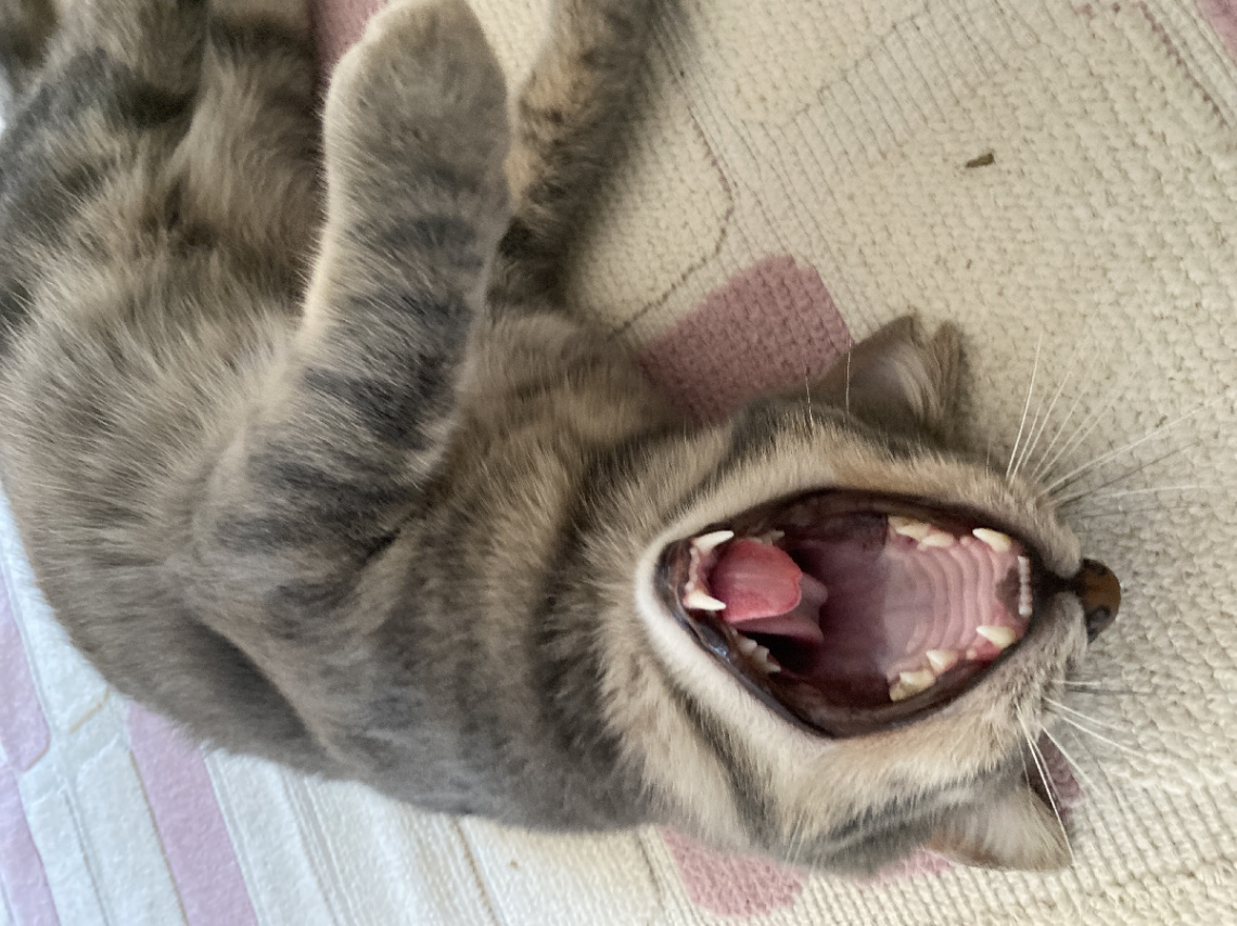 Uyku zamanı