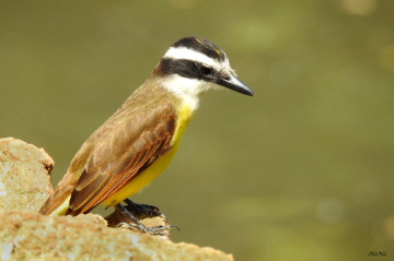 Bem-te-vi