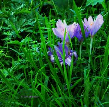Colchicum autumnale or autumn crocus