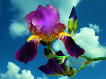 BLÜTEN