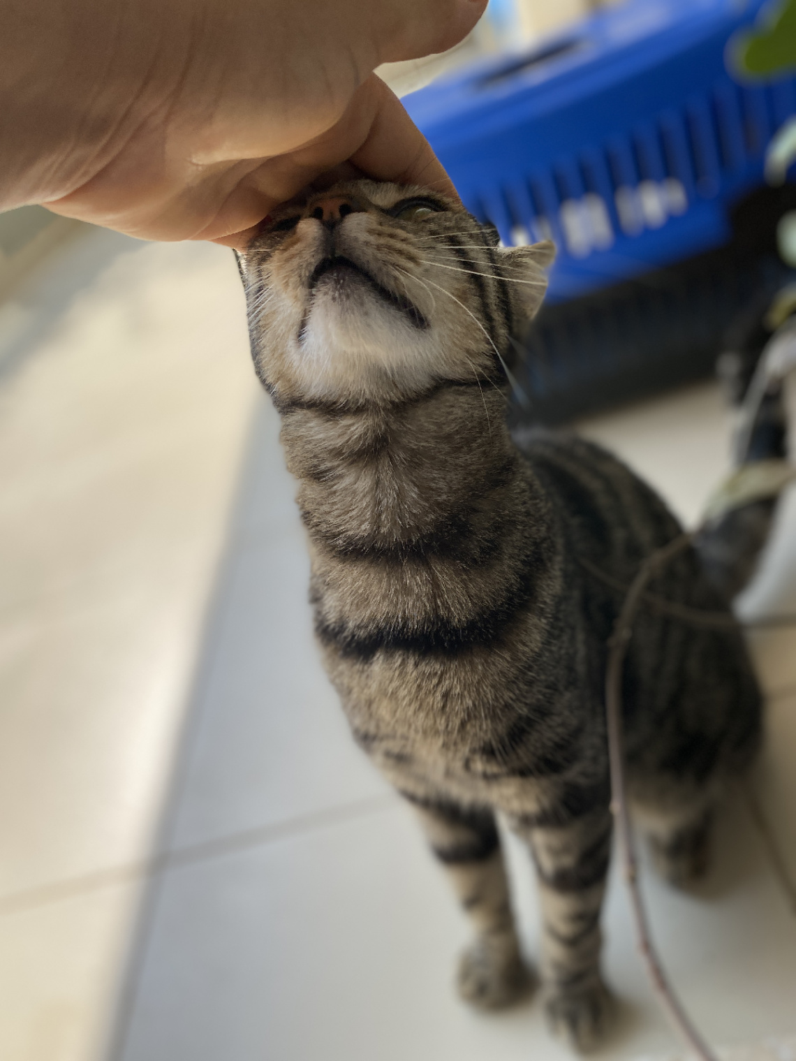 Sevgi pıtırcığı Ayşe kız
