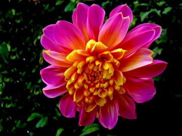 BLÜTE