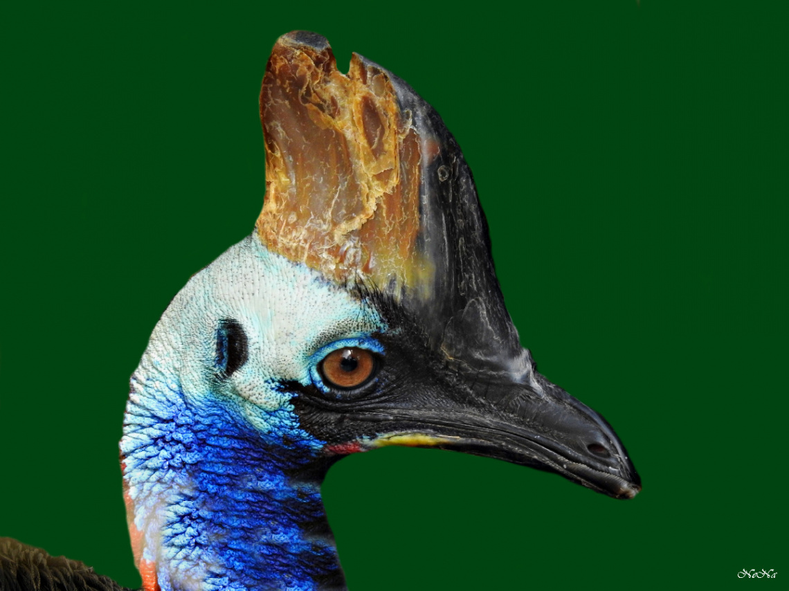 Southern Cassowary