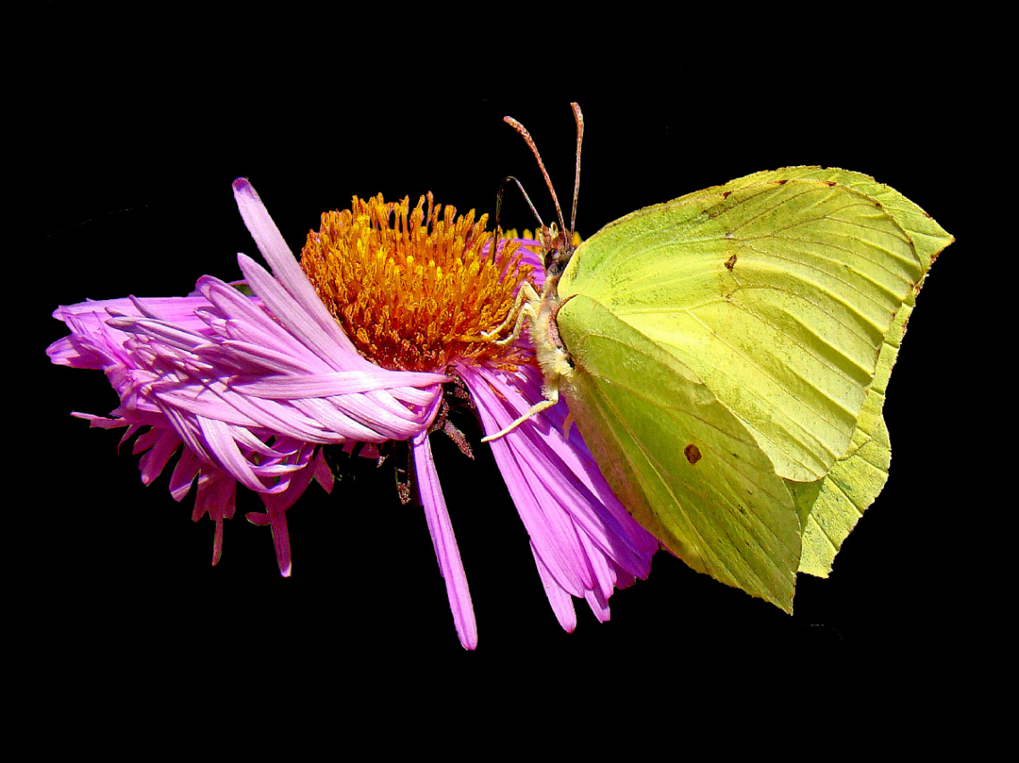 BLÜTE MIT BESUCH
