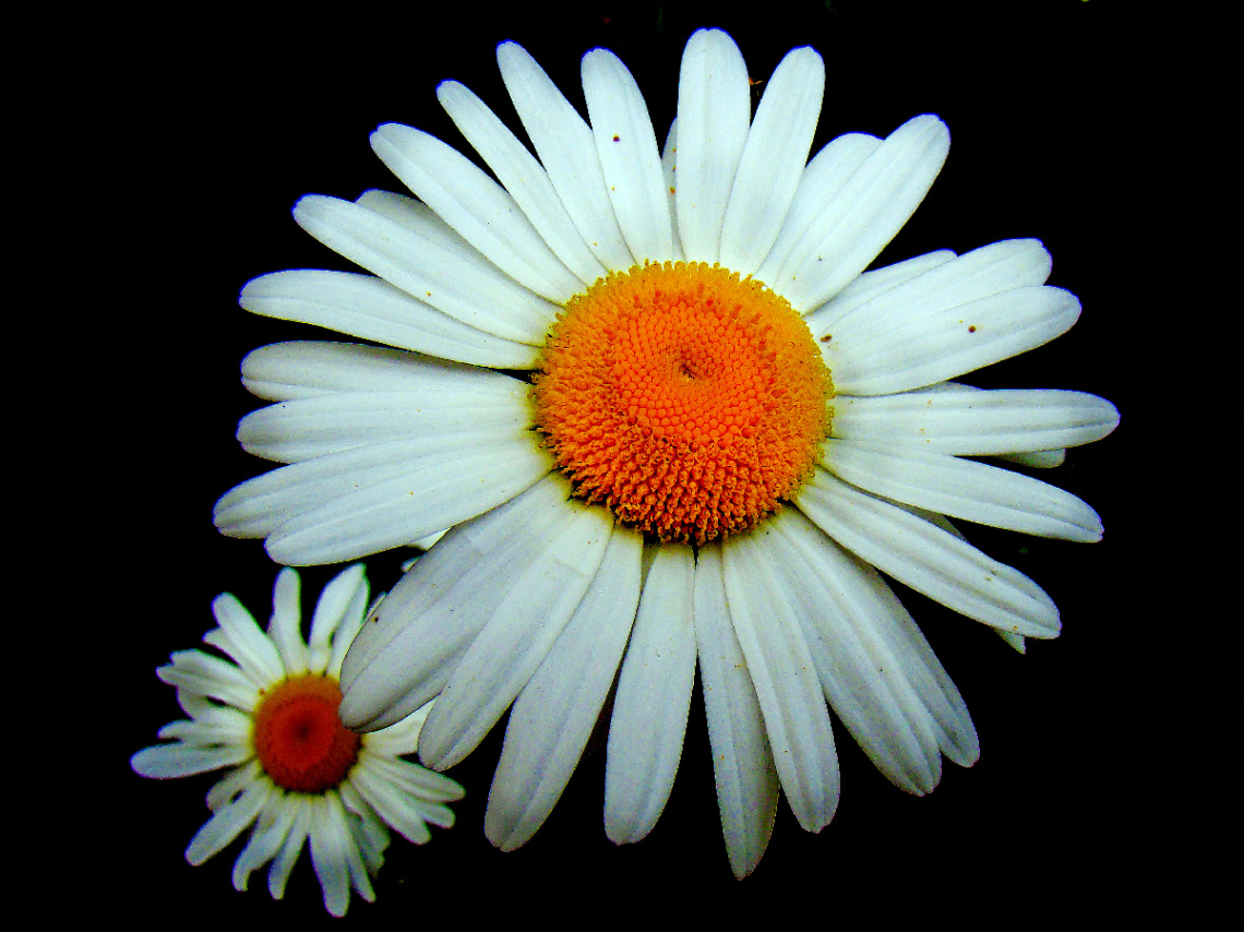BLÜTEN