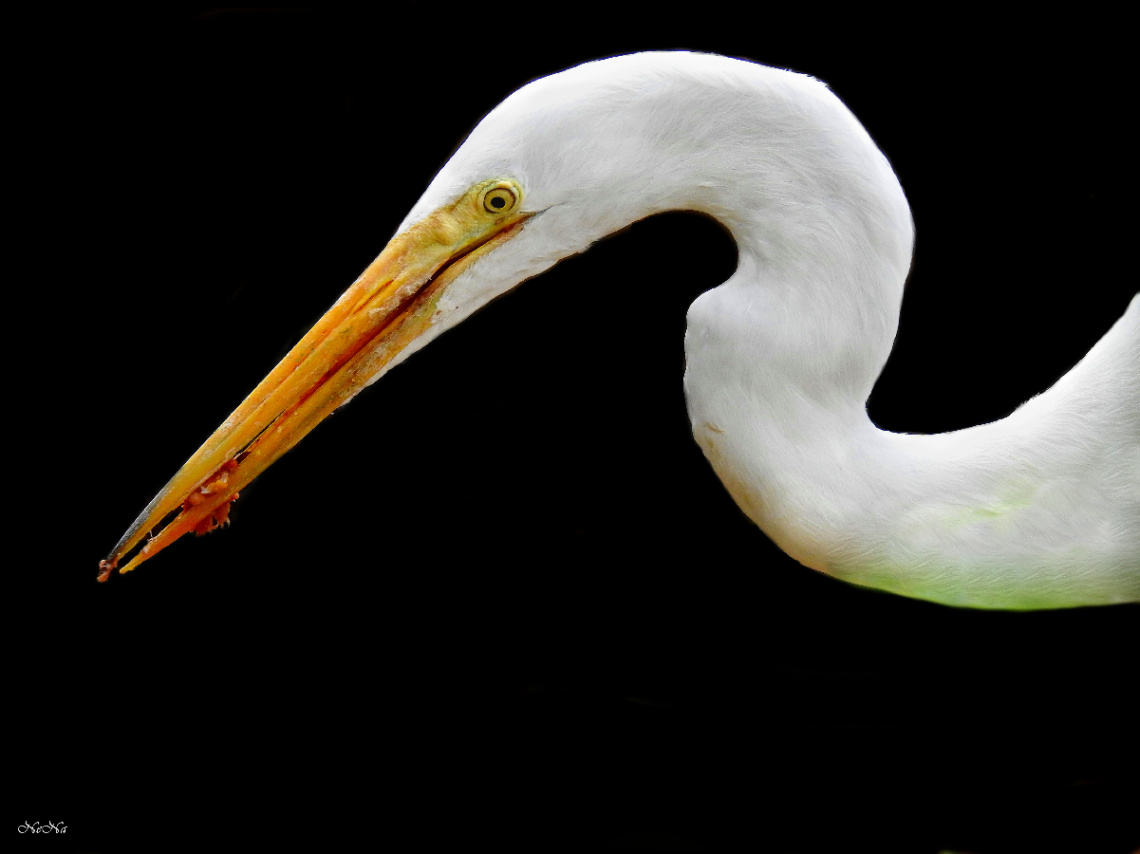 Garça
