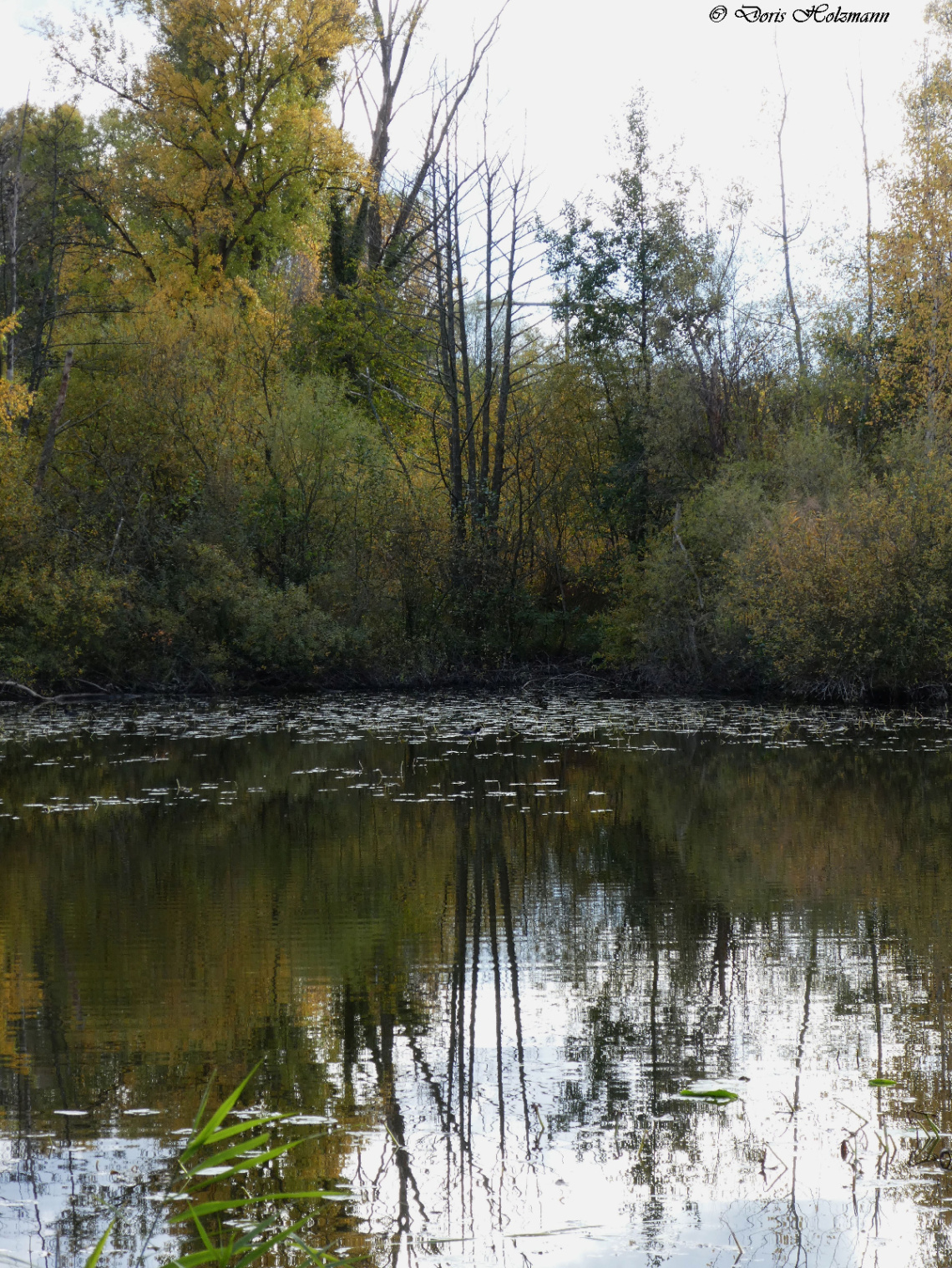 Fritschlach Nature Reserve, Karlsruhe / Germany