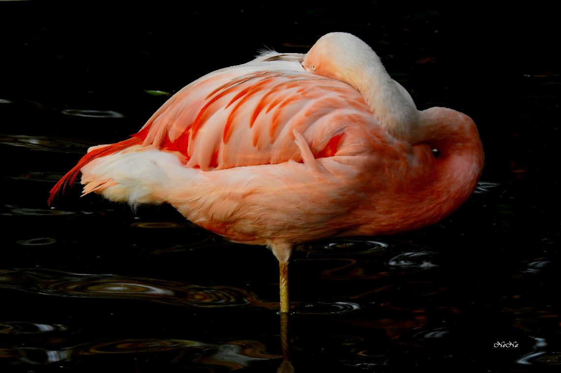 Flamingo
