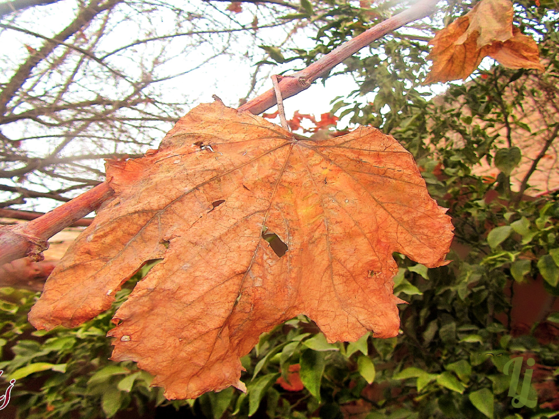 Fall