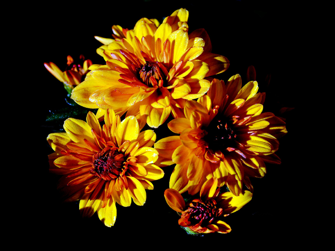BLÜTEN