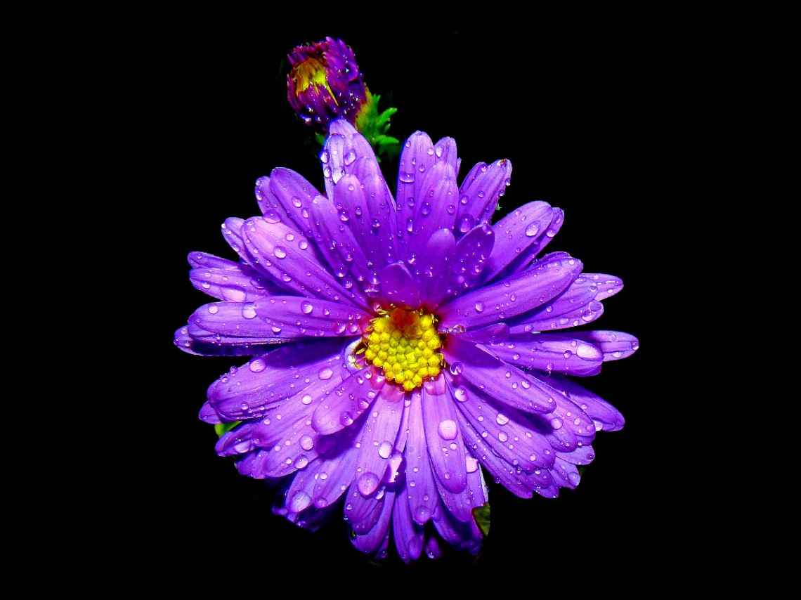 BLÜTE
