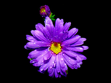 BLÜTE