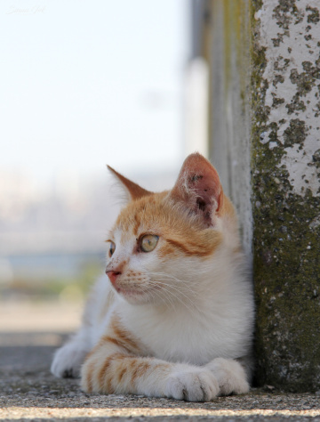 DOĞA