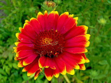 BLÜTE