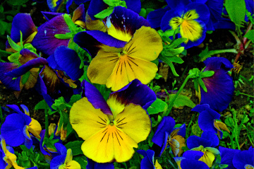 BLÜTEN