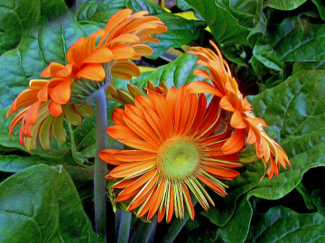 BLÜTEN