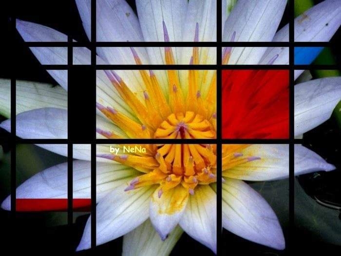 Ninféia estilo Mondrian