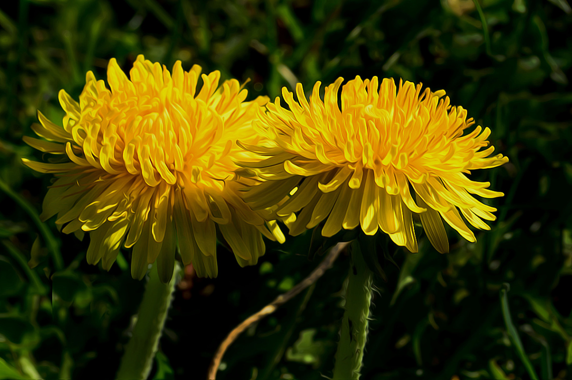 BLÜTEN
