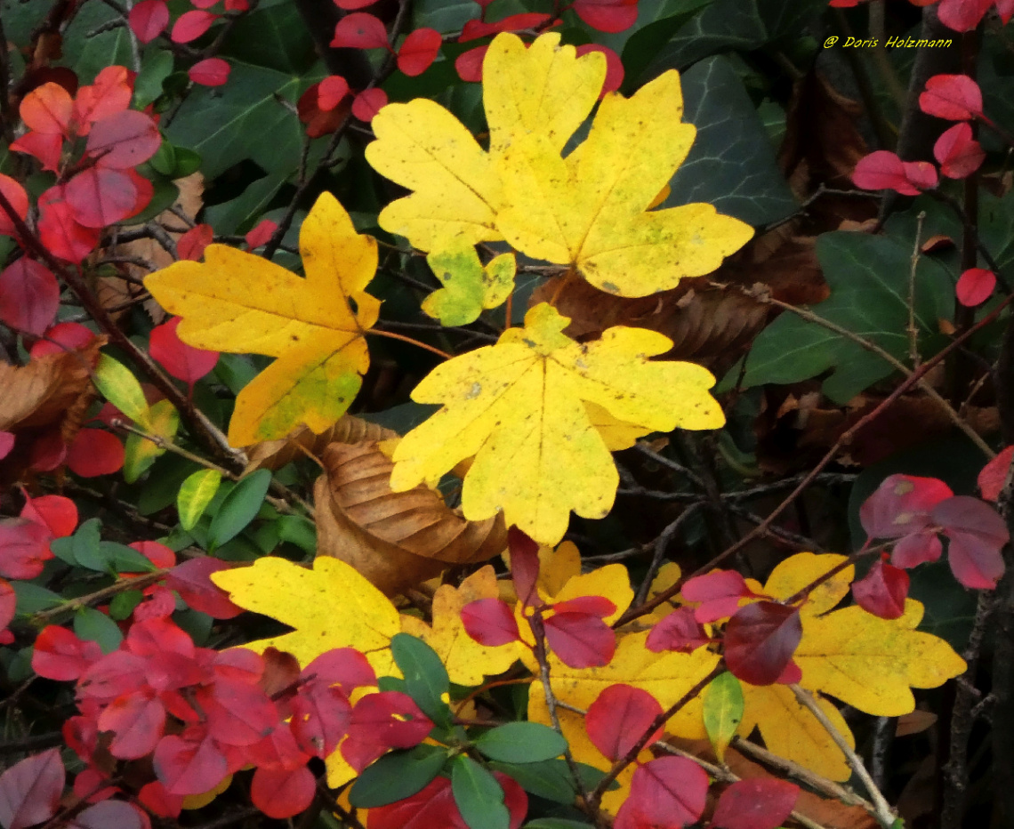 autumn colors 
