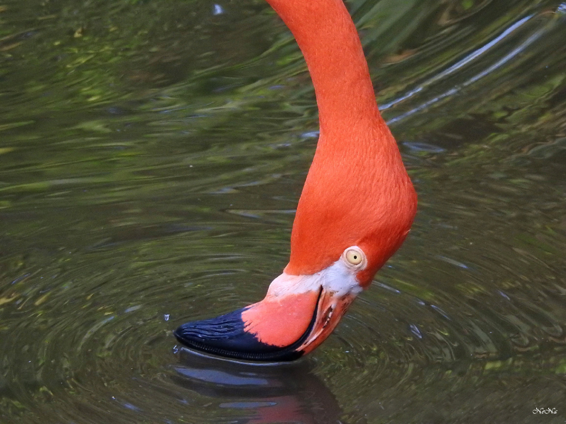 Flamingo