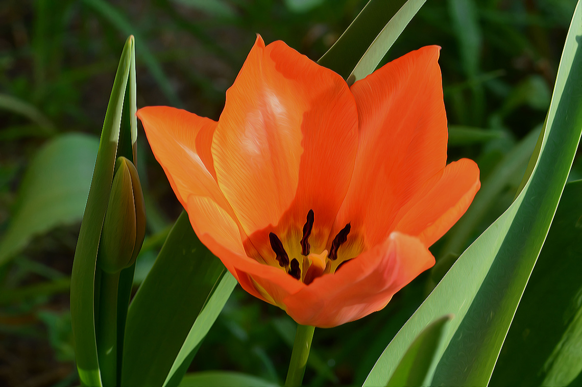 BLÜTE