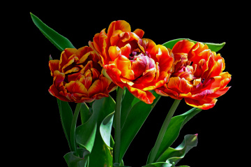 BLÜTEN