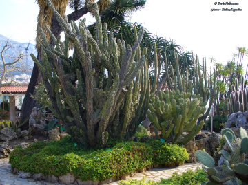 Cactus Garden, Monaco
