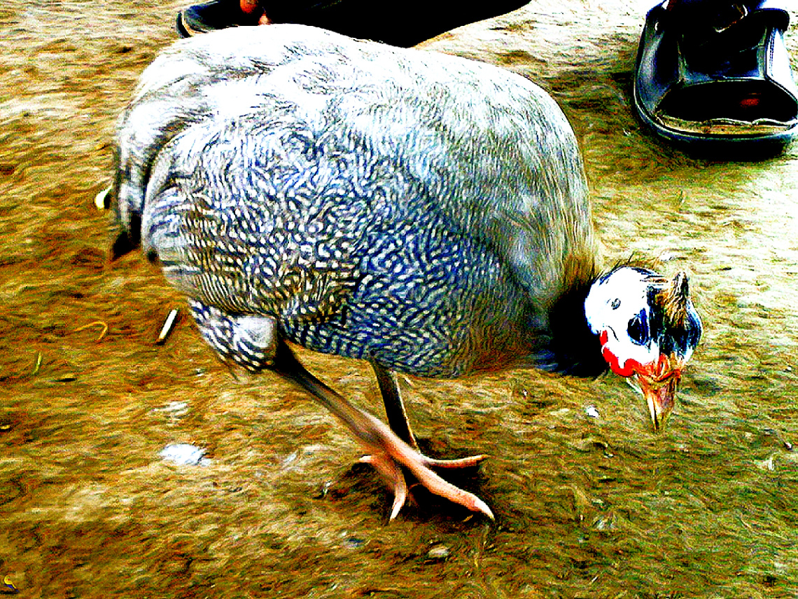 Guinea Fowl 