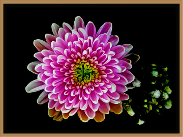 BLÜTE