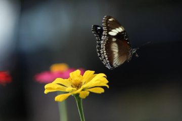 butterfly