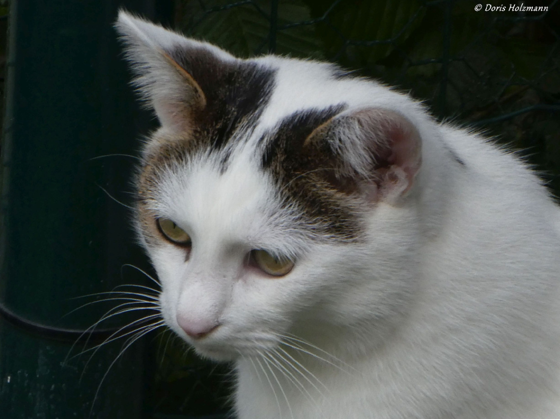 Neighbour's cat 