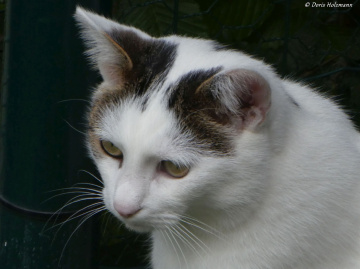 Neighbour's cat 