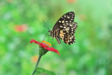 kupu
