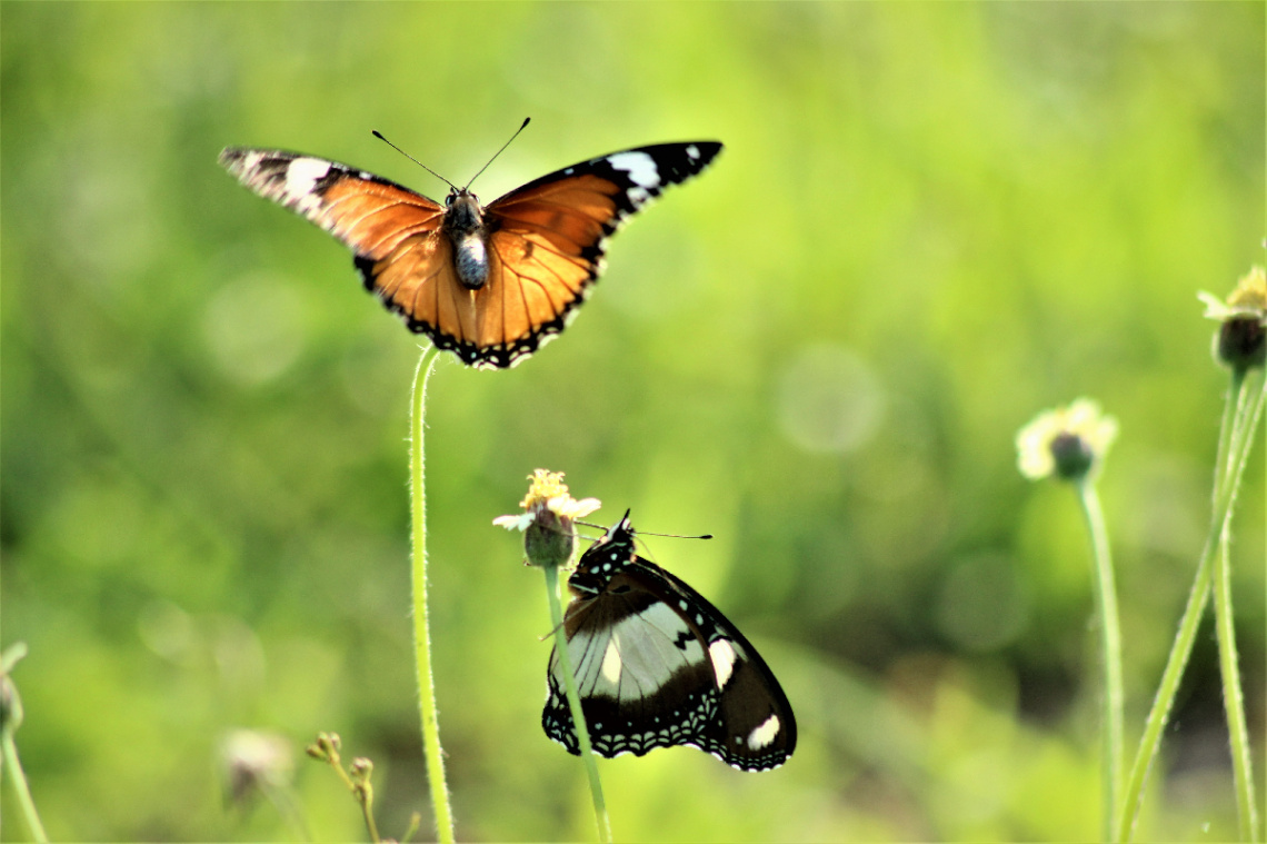 butterfly