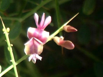 Tiny Beauty 
