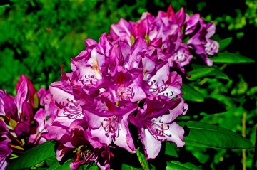 BLÜTEN