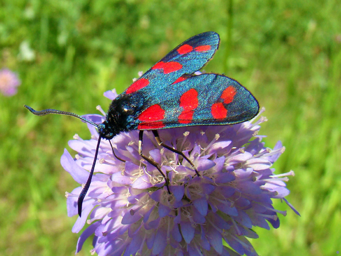 BLÜTE MIT BESUCH