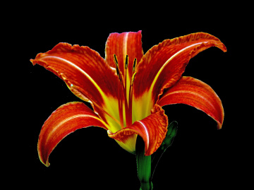 BLÜTE