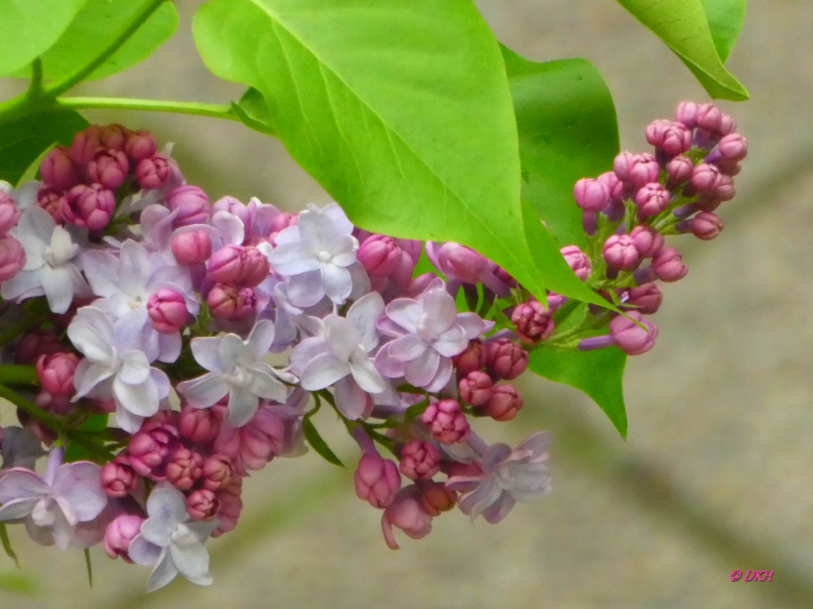 blossoms