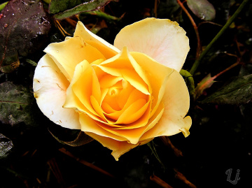 Delicate