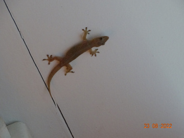 An der Decke