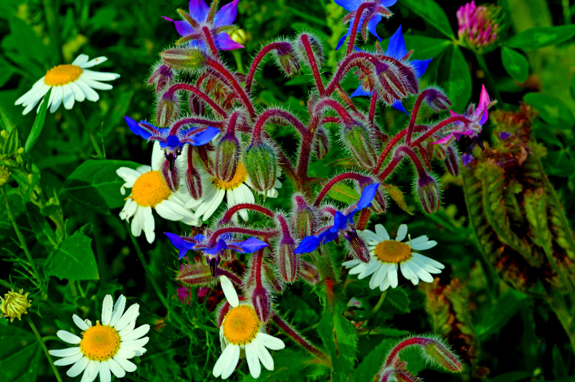 BLÜTEN