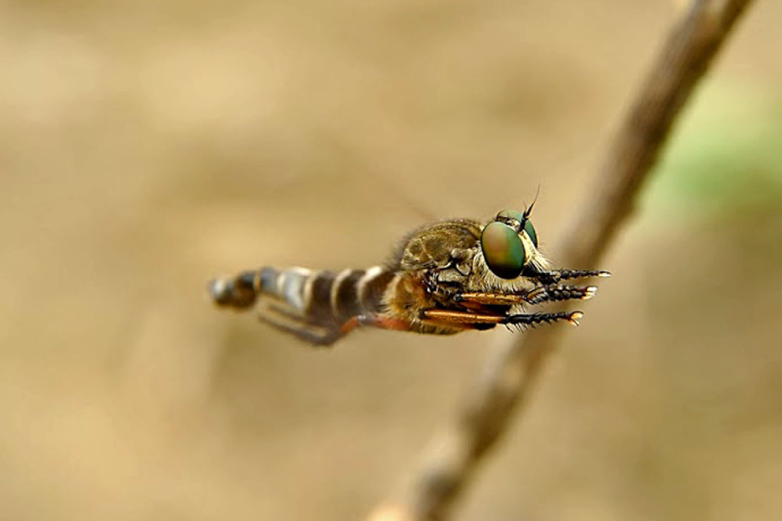 robberfly 