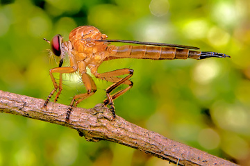 robberfly 