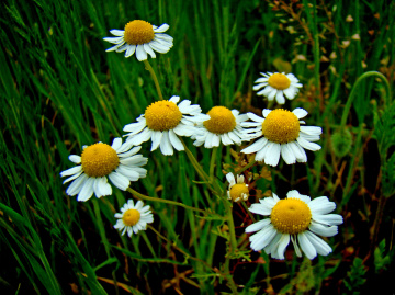 BLÜTEN