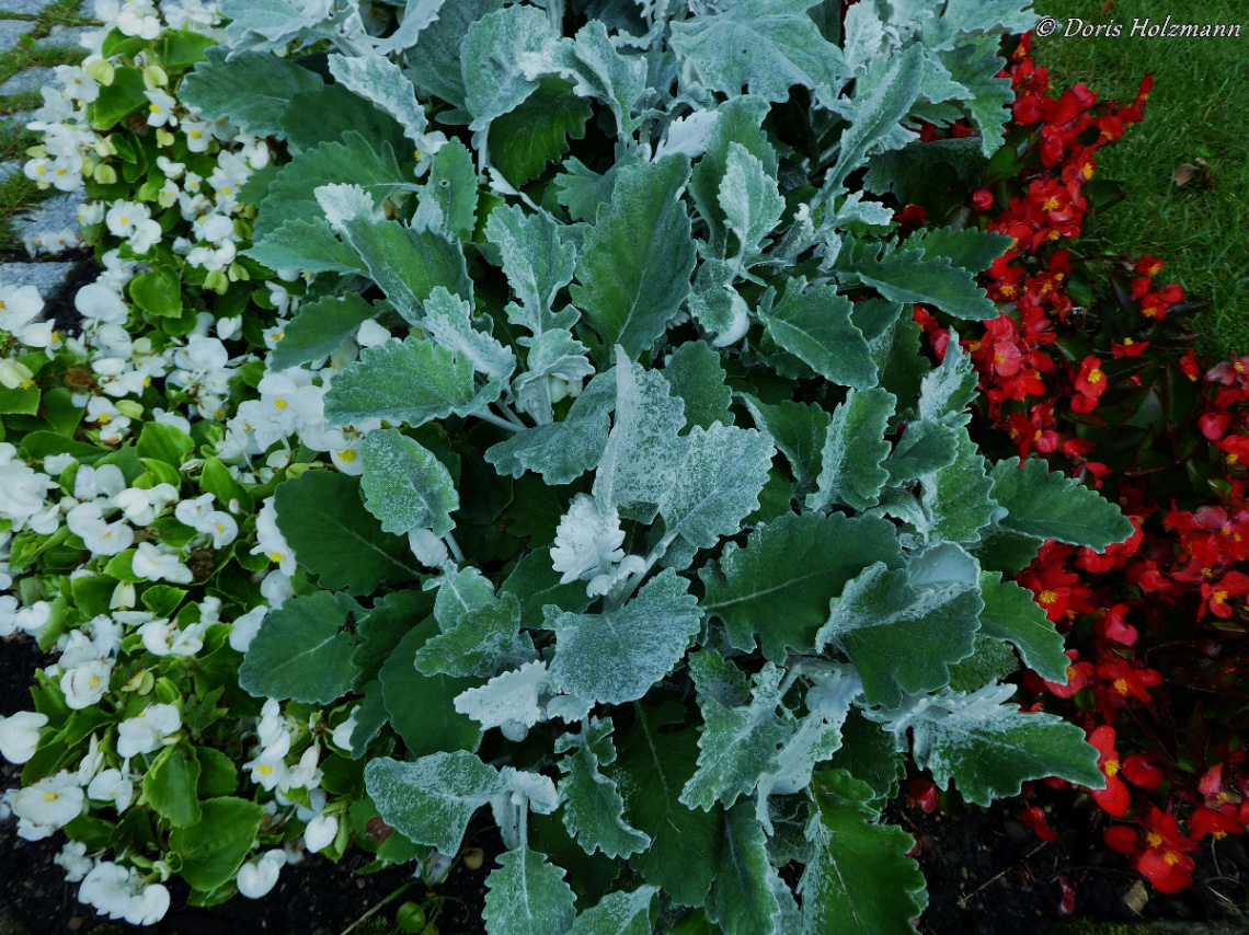 Detail plant bed